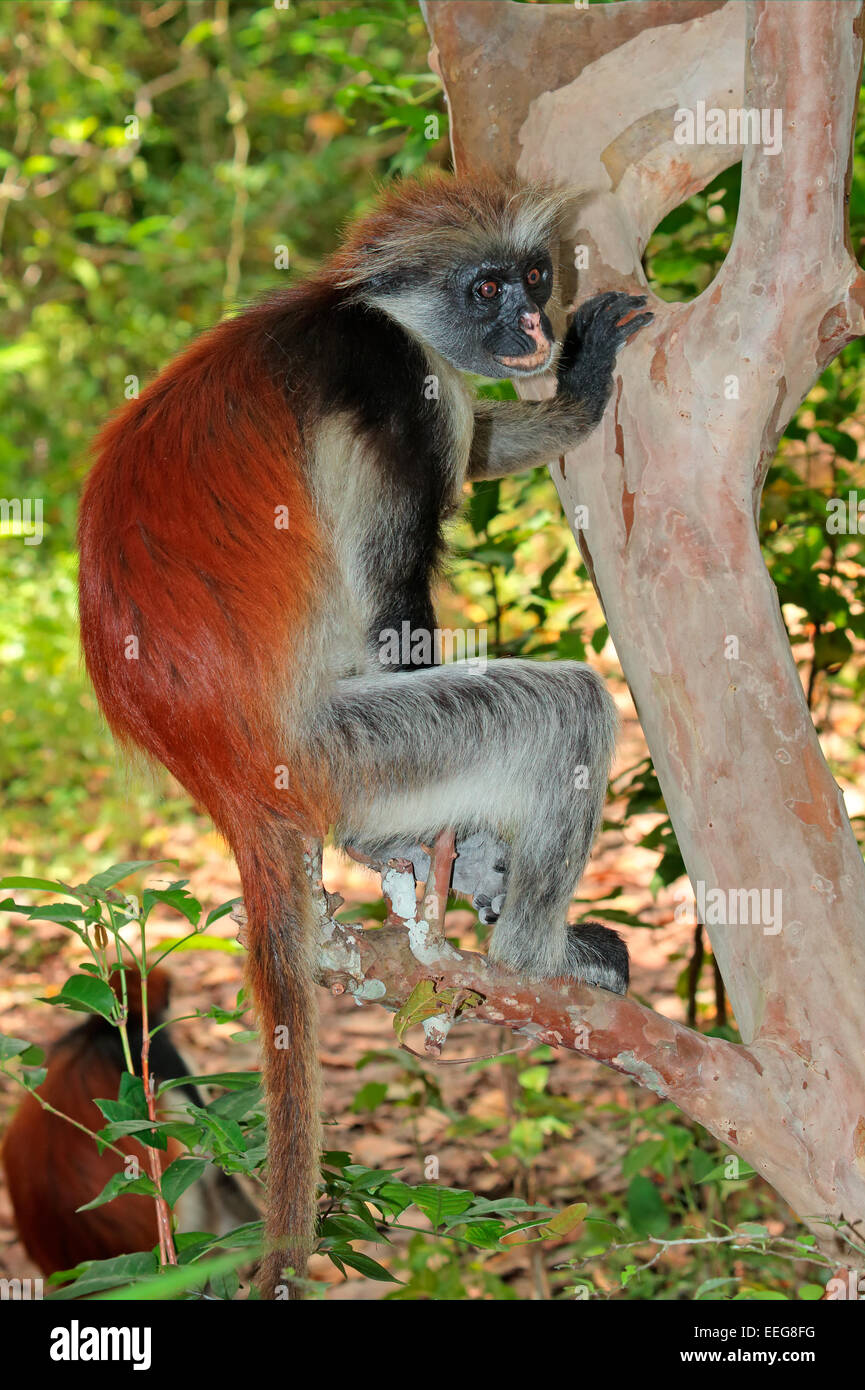 Endangered Zanzibar red colobus monkey (Procolobus kirkii), Jozani forest, Zanzibar Stock Photo