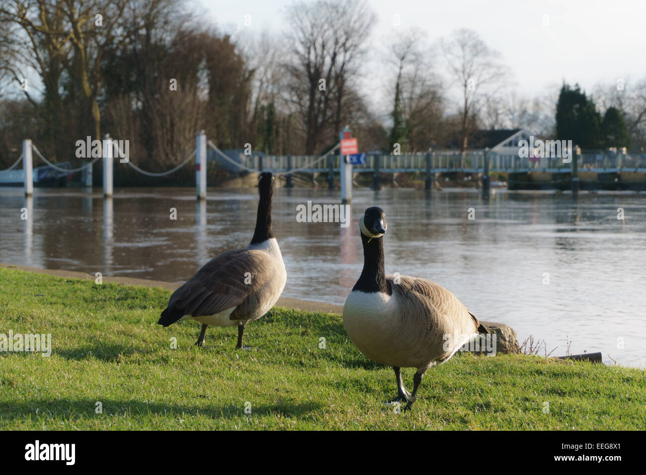 Two Canada Geese basking in the sun shine in Shepperton at the bank of the River Thames Stock Photo