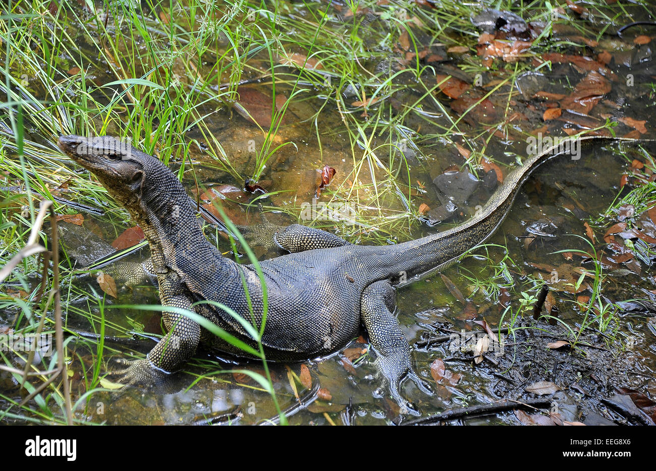 Water monitor lizard Stock Photo