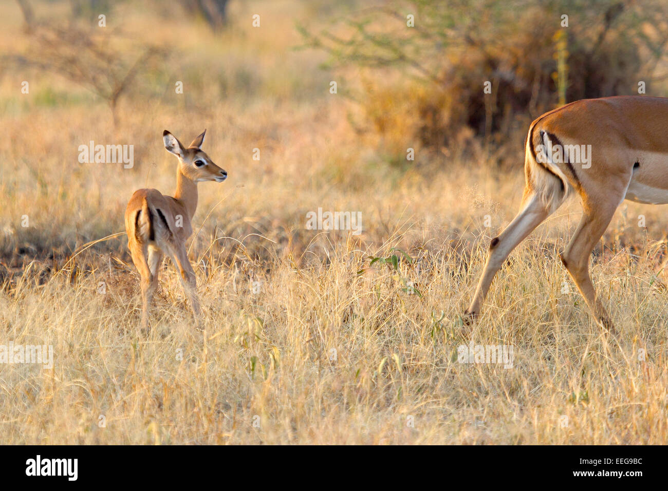 A newborn baby impala, Aepyceros melampus, looking at the mother moving away in Serengeti National Park, Tanzania Stock Photo