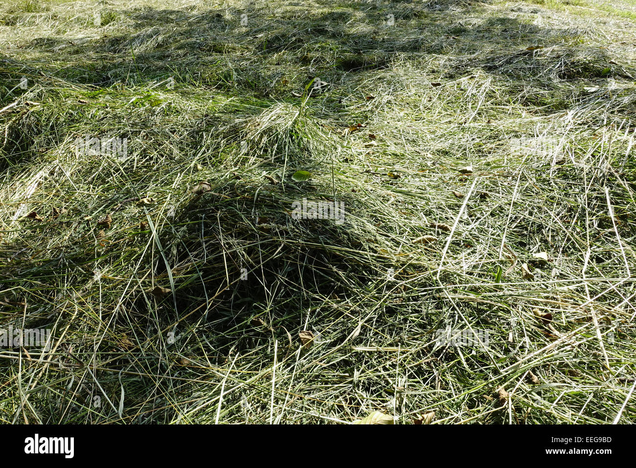Frisch gemähtes Heu trocknet in der Sonne, Landwirtschaft, Freshly cut hay dries in the sun, Agriculture, agribusiness, crop, cu Stock Photo