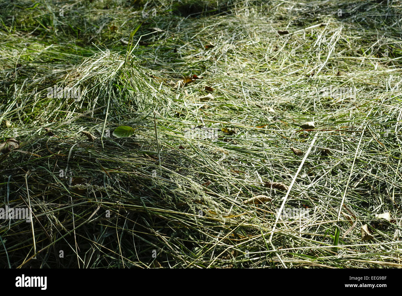 Frisch gemähtes Heu trocknet in der Sonne, Landwirtschaft, Freshly cut hay dries in the sun, Agriculture, agribusiness, crop, cu Stock Photo