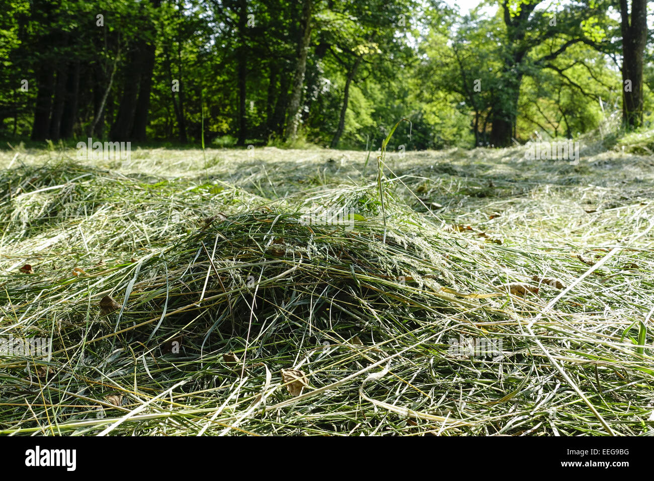 Frisch gemähtes Heu trocknet in der Sonne, Landwirtschaft, Freshly cut hay dries in the sun, Agriculture, agribusiness, crop, cu Stock Photo