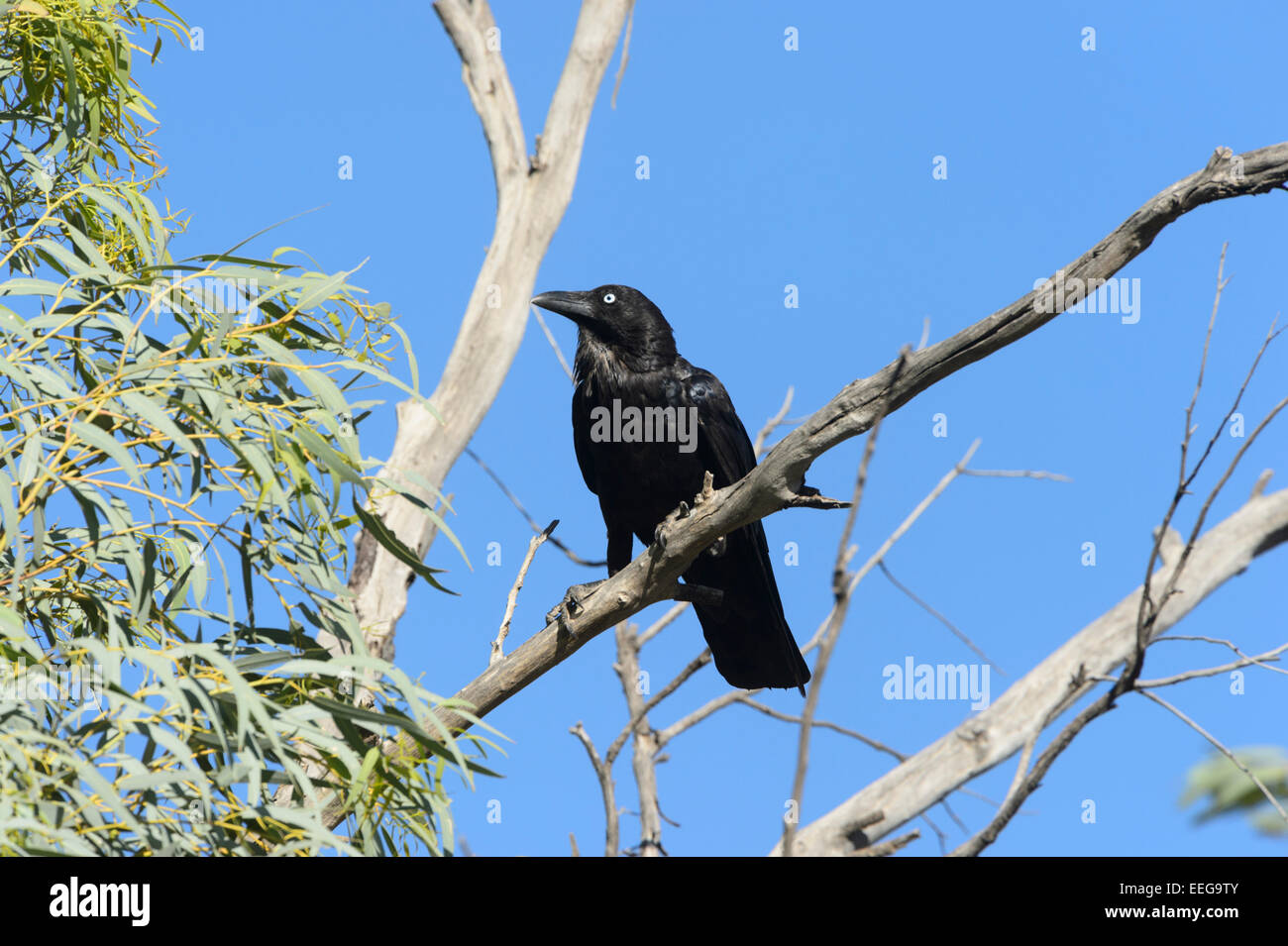 Little Crow, Corvus South Australia Stock Photo Alamy
