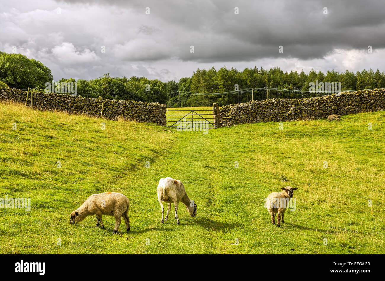 Sheep grazing in a green field Stock Photo - Alamy