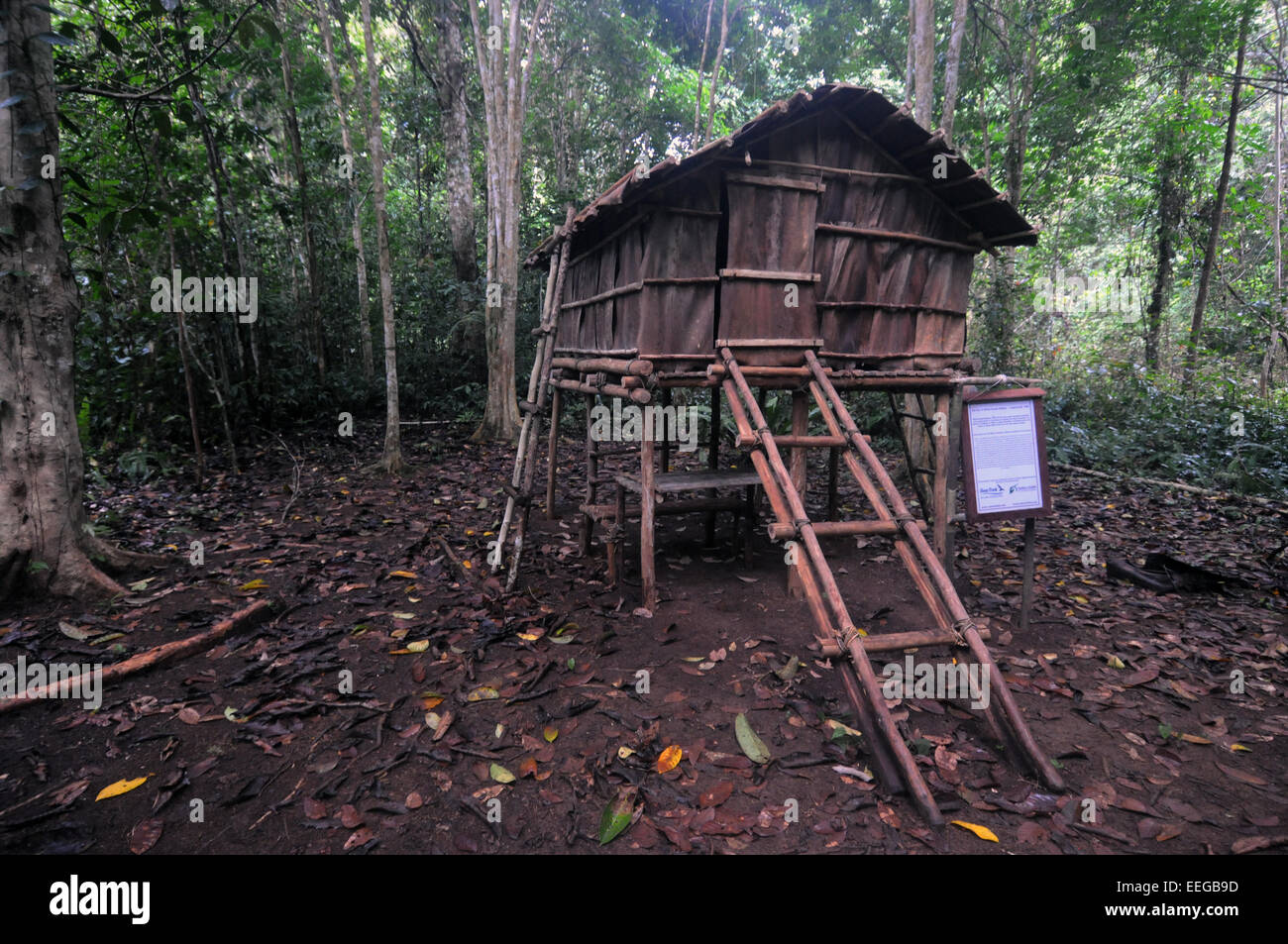 Replica hut build in the spot where Alfred Russel Wallace camped in the 1800s while collecting birds-of-paradise. Gam Island, Ra Stock Photo