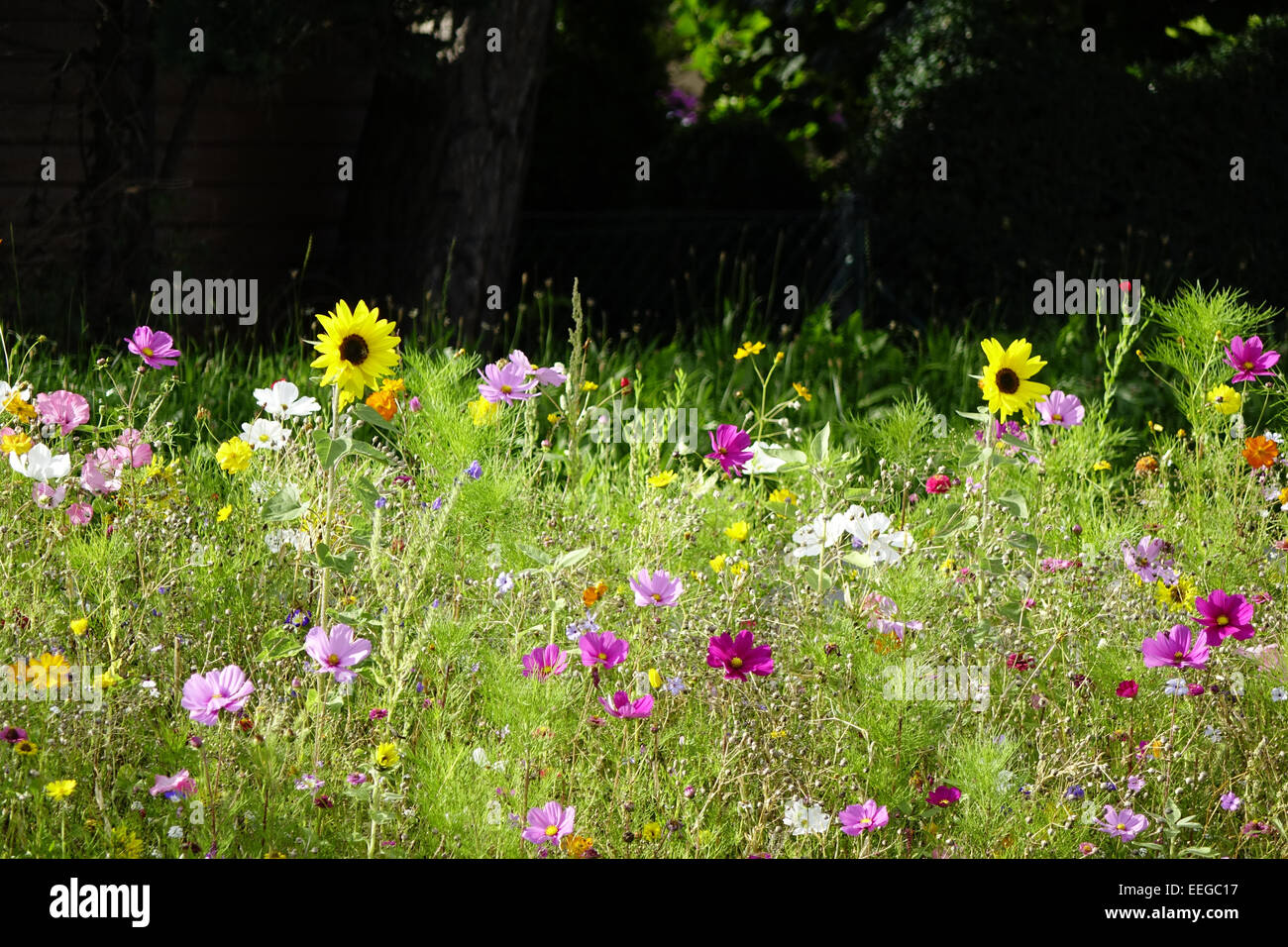 Bunte Blumenwiese im Sommer, Colorful flower meadow in summer, exterior, wildflower, wildflowers, meadows, meadow, flowers, flow Stock Photo