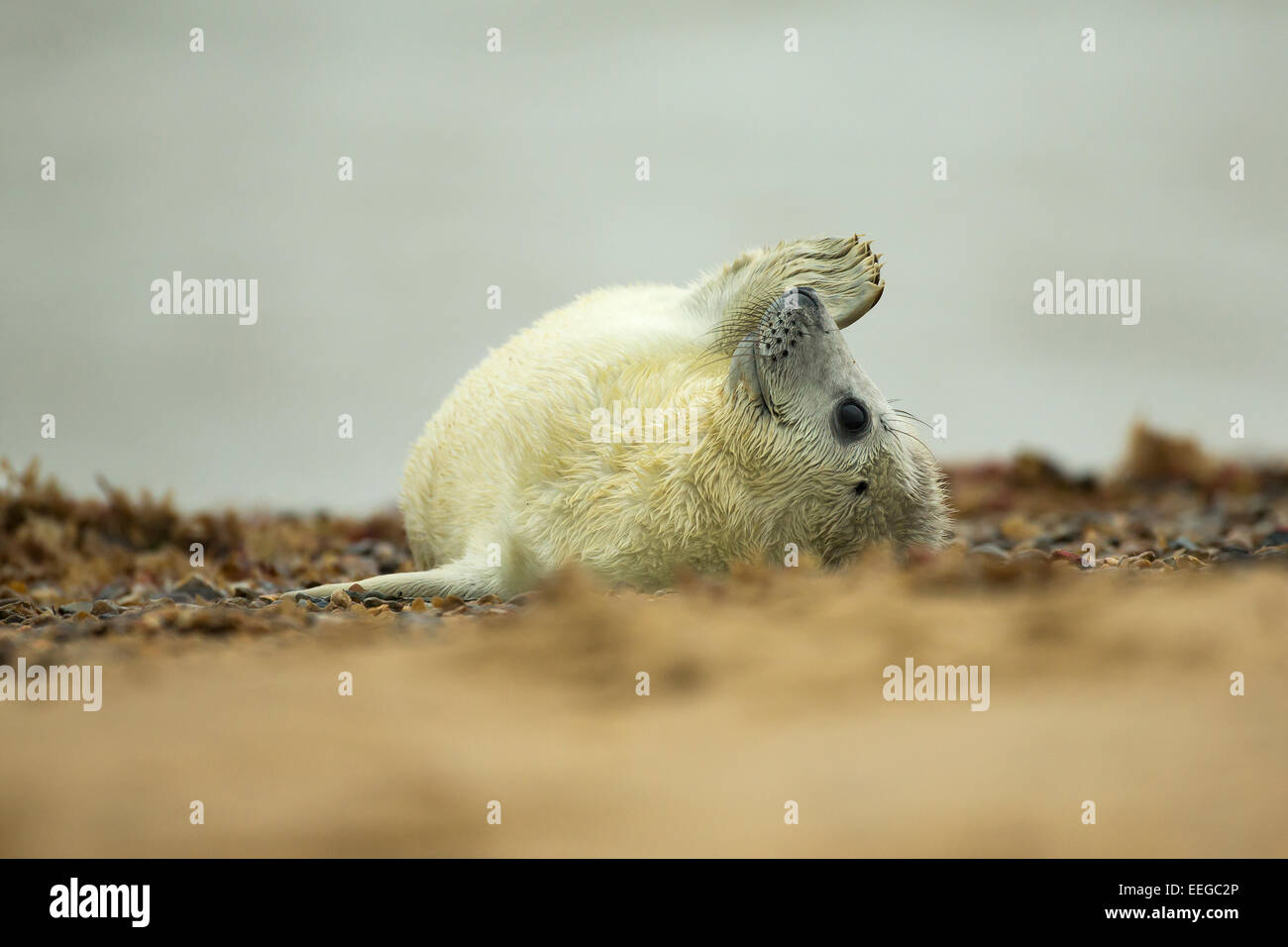 Grey Seal (Halichoerus grypus) pup playing on the shingle beach Stock Photo
