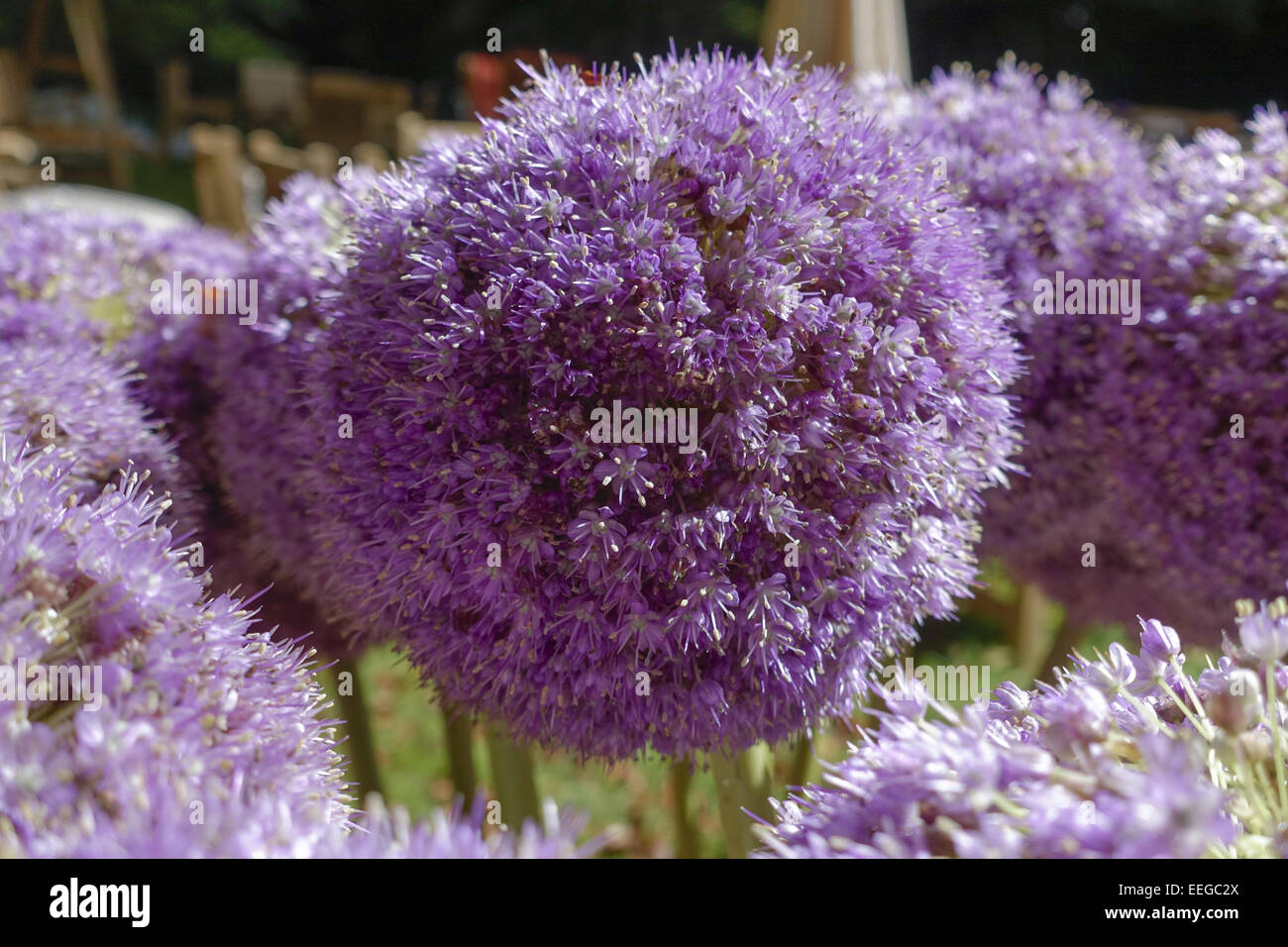 Blühende Zierzwiebel (Allium nigrum), Flower of a decorative onion Allium nigrum, allium, nigrum, bloom, blooming, blossom, blos Stock Photo