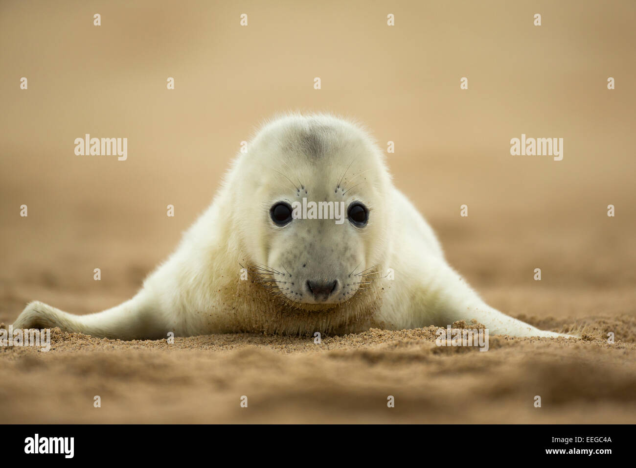 Grey Seal (Halichoerus grypus) pup laying on a sandy beach looking cute Stock Photo