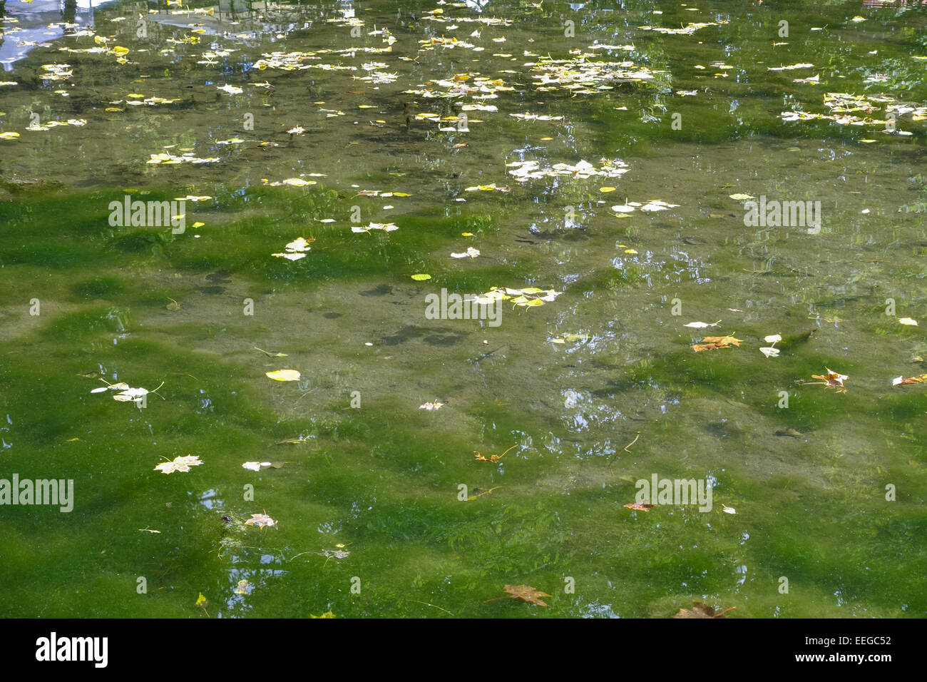 Blätter schwimmen in einem mit grünen Algen bewachsenen Teich, Leaves float in a pond covered with green algae, alga, algae, bot Stock Photo