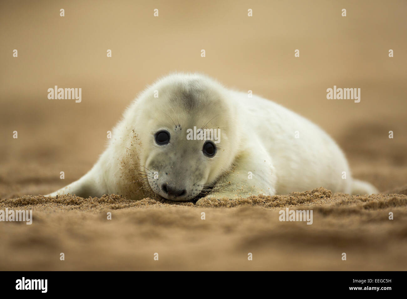 Grey Seal (Halichoerus grypus) pup laying on a sandy beach looking cute Stock Photo