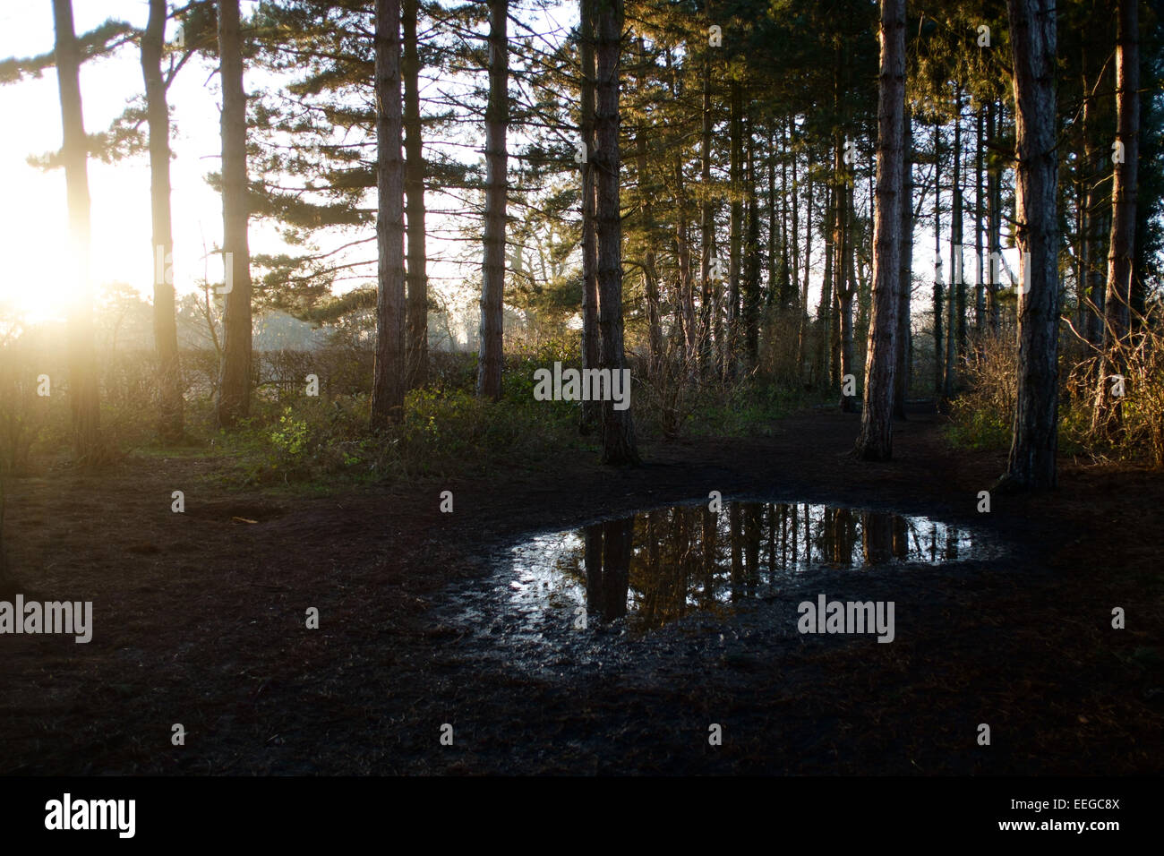 Woodland in winter sunlight Stock Photo - Alamy