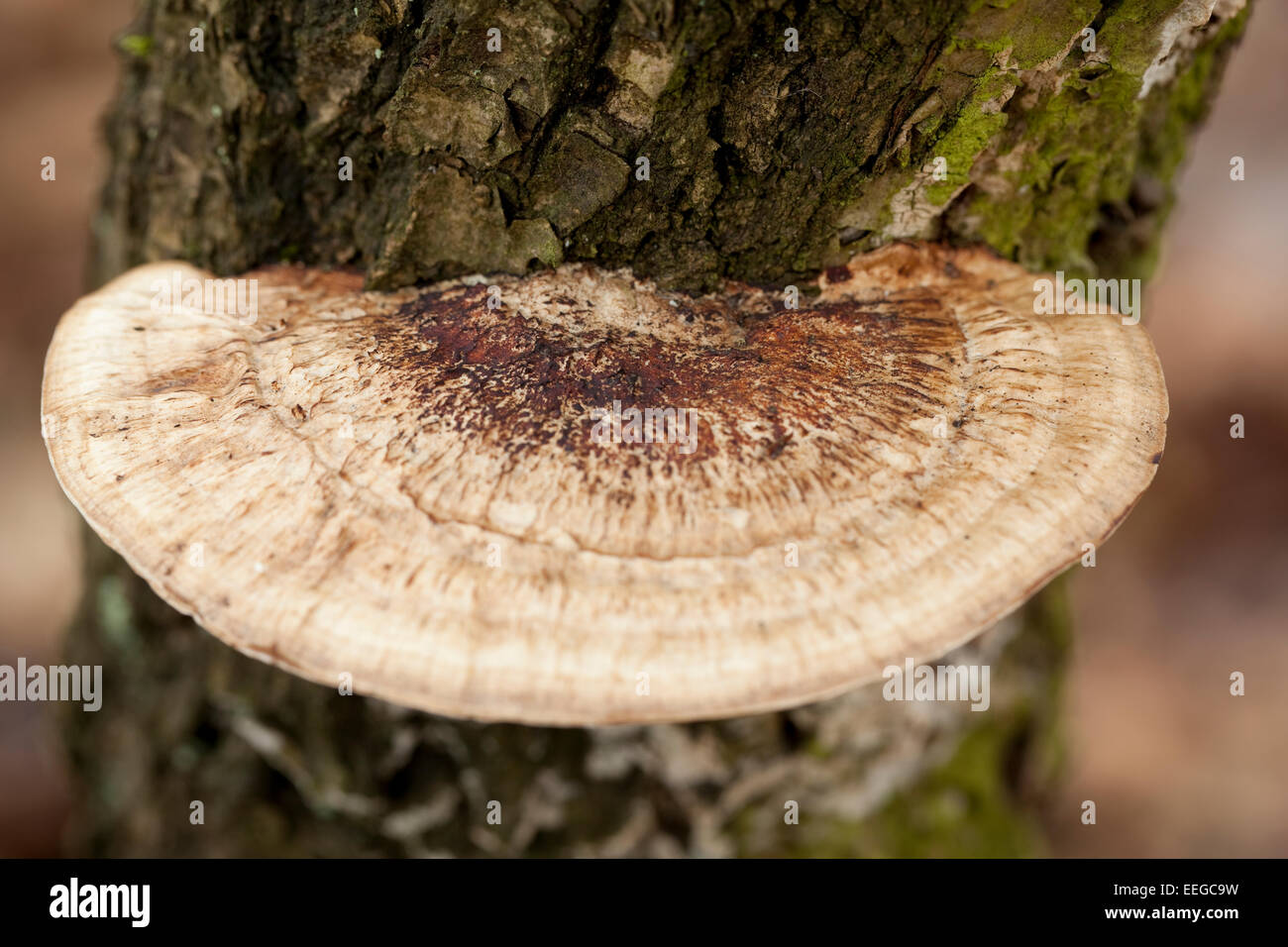big mushroom (Daedaleopsis confragosa) on trunk in forest Stock Photo