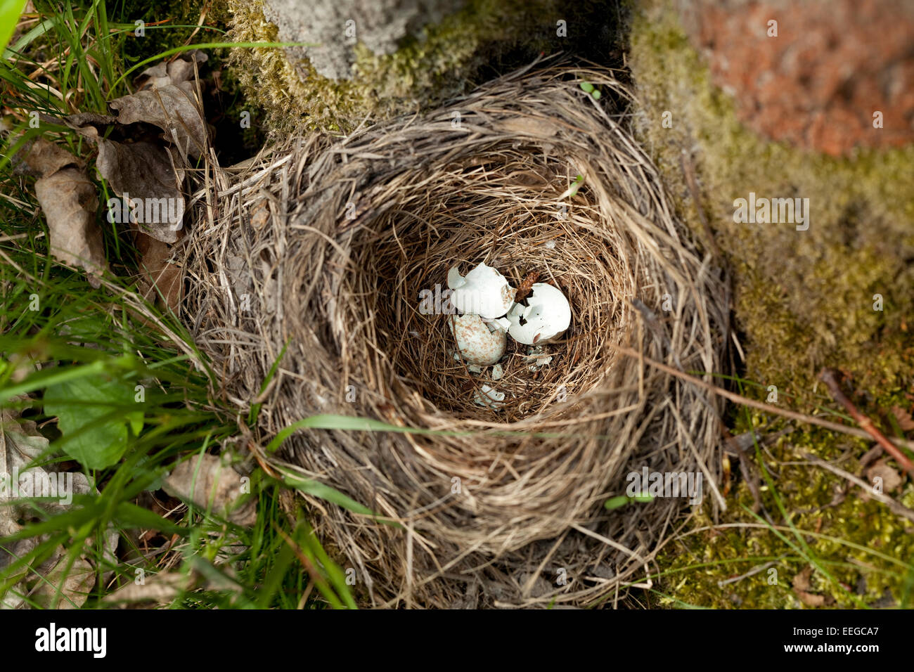 bird's nest with broken eggs on soil Stock Photo Alamy