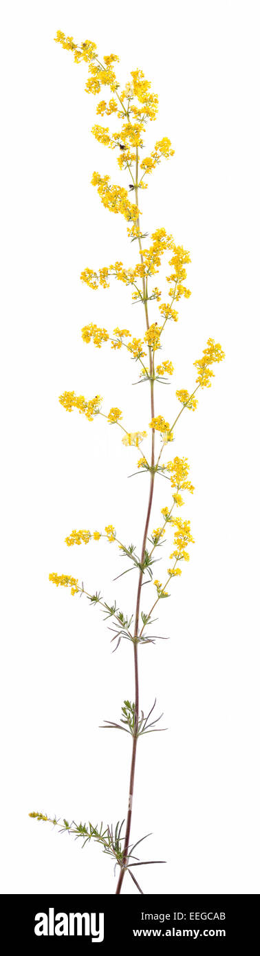 single flower (Galium verum) on white background Stock Photo
