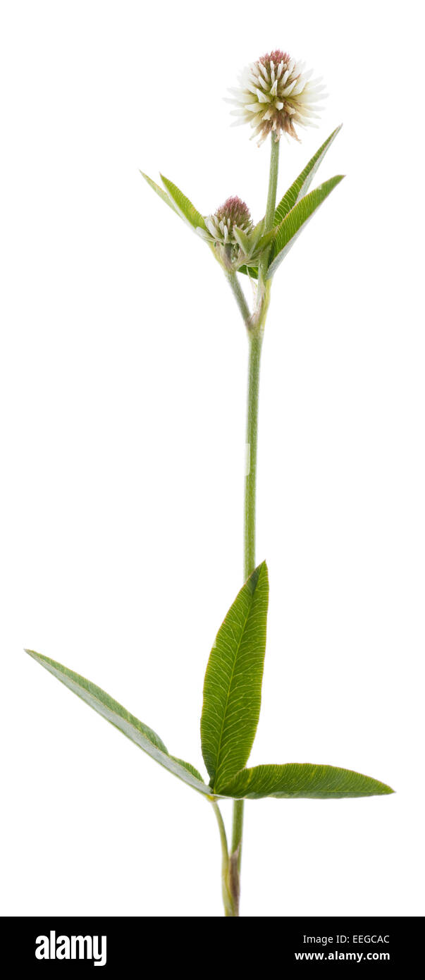 white clover (Trifolium montanum) on white background Stock Photo