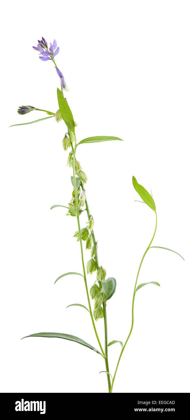 little flower(Polygala vulgaris ) on white background Stock Photo