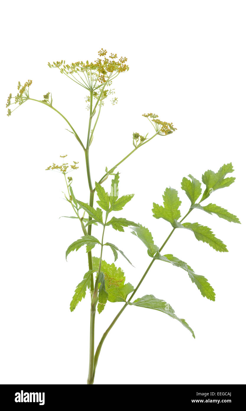 plant parsnip (Pastinaca sativa) on white background Stock Photo