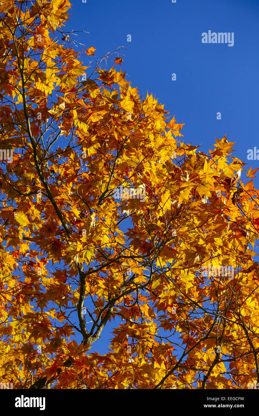 Farbige Blätter eines Ahornbaumes im Herbst vor blauem Himmel, Colored leaves of a maple tree in autumn against blue sky, Acer p Stock Photo