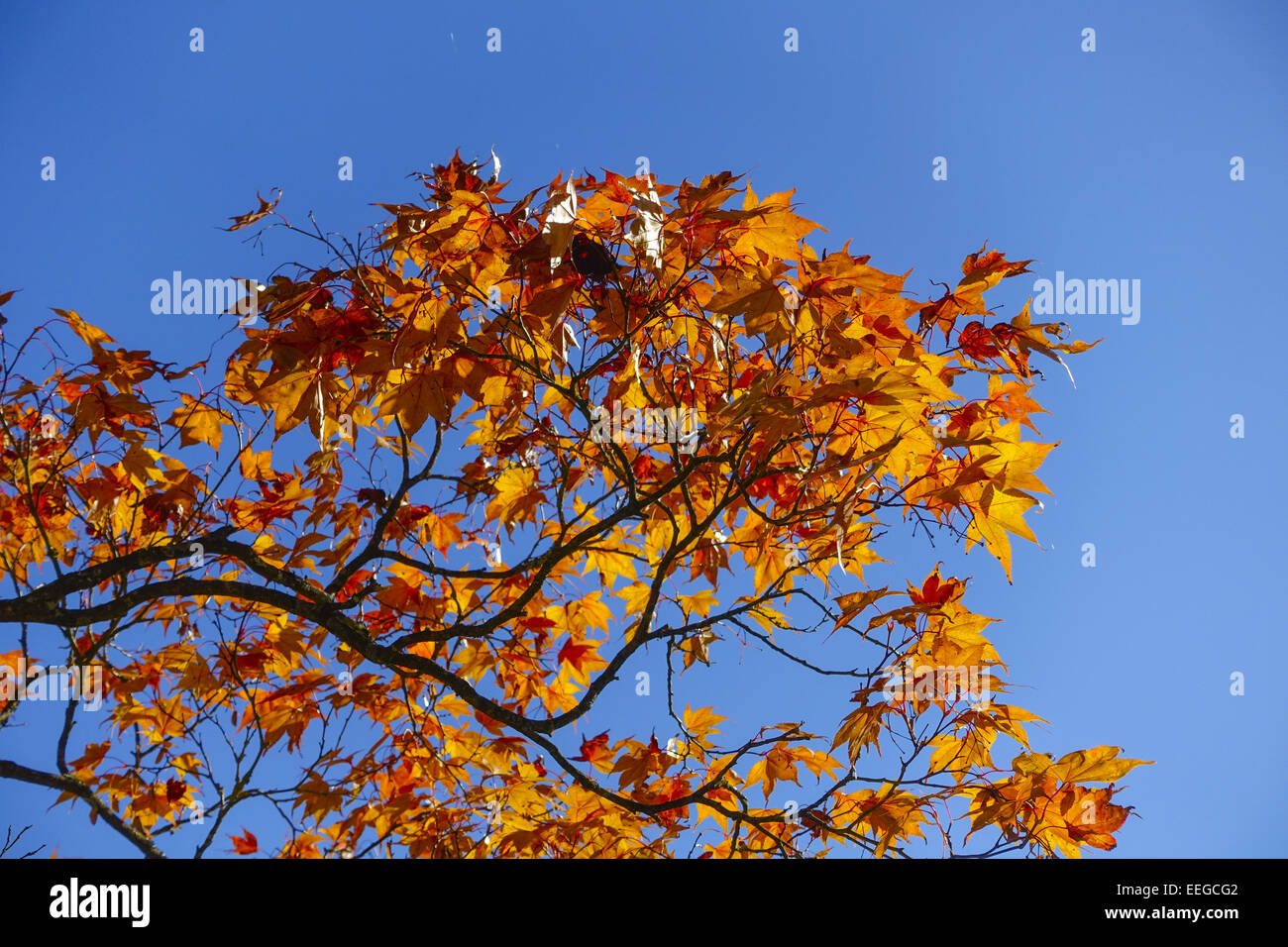 Farbige Blätter eines Ahornbaumes im Herbst vor blauem Himmel, Colored leaves of a maple tree in autumn against blue sky, Acer p Stock Photo