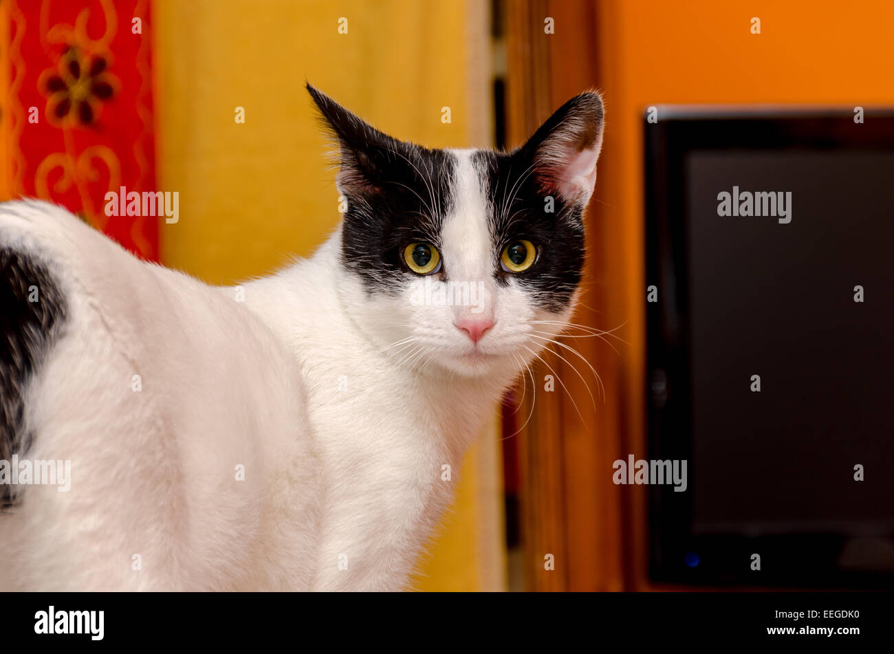 closeup of a white cat with black spots Stock Photo Alamy