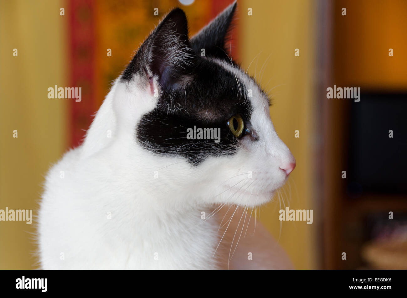 White cat with black spots hires stock photography and images Alamy