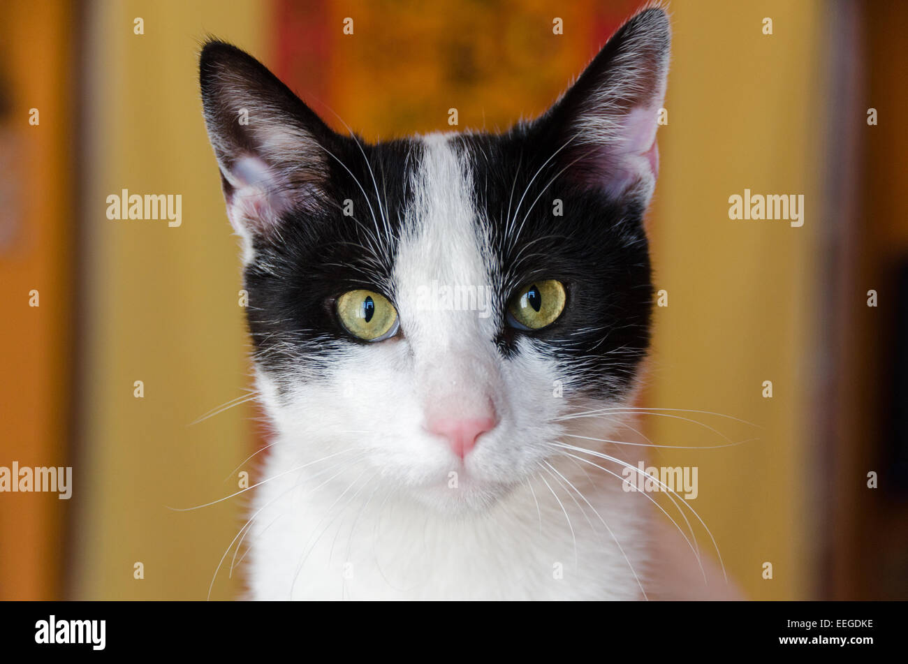 closeup of a white cat with black spots Stock Photo Alamy