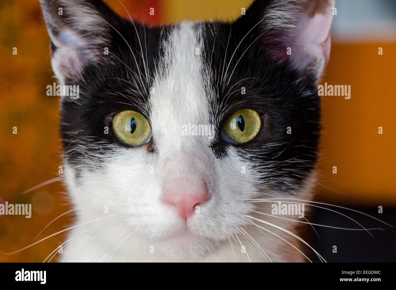 Cat with black spots hires stock photography and images Alamy