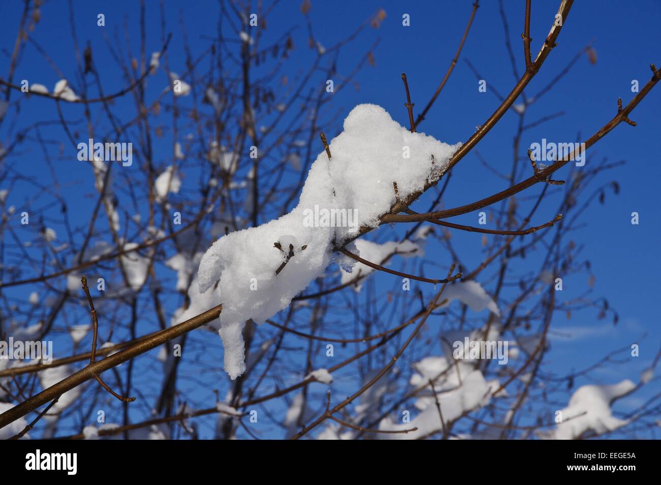 Tree with snow and blue sky Stock Photo - Alamy
