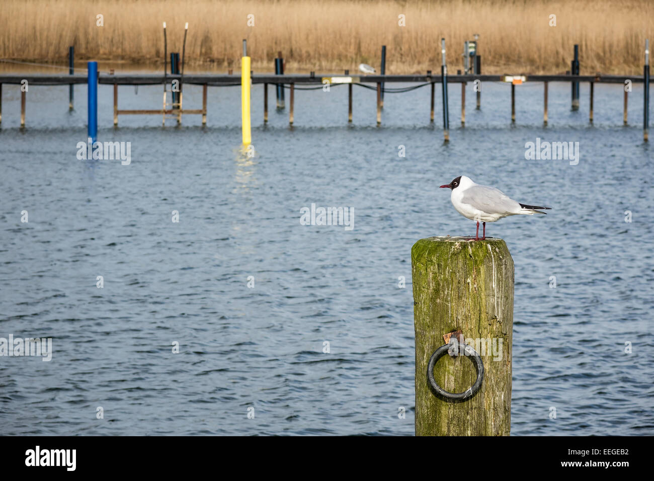 Port with dolphins and sea gull. Stock Photo