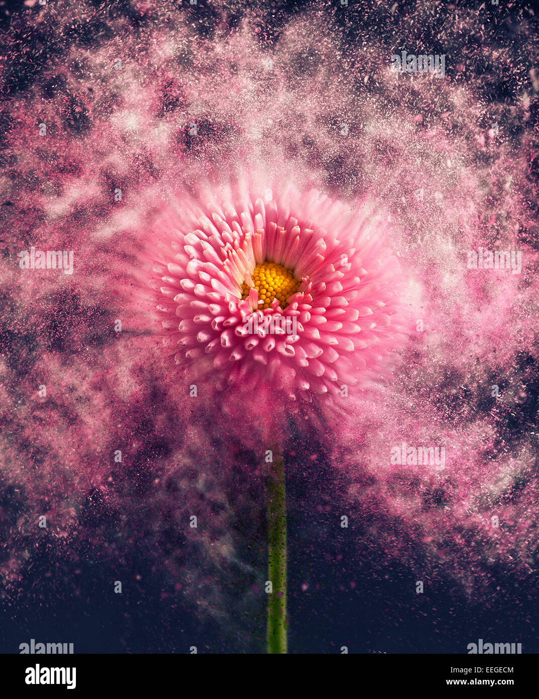 Flower exploding Stock Photo Alamy