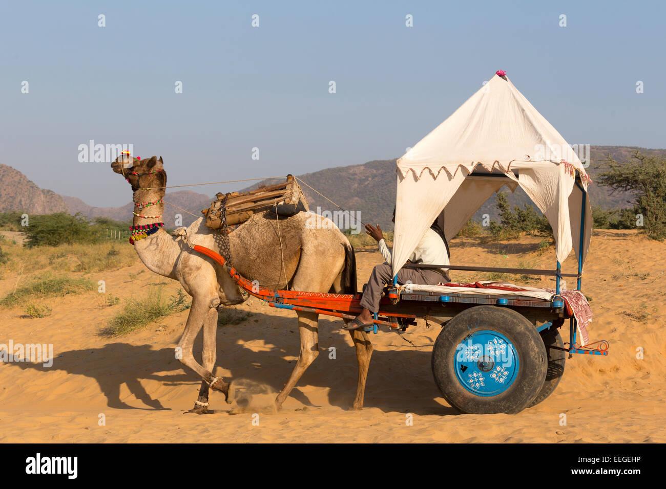 India, Rajasthan, Pushkar, Camel caravan Stock Photo