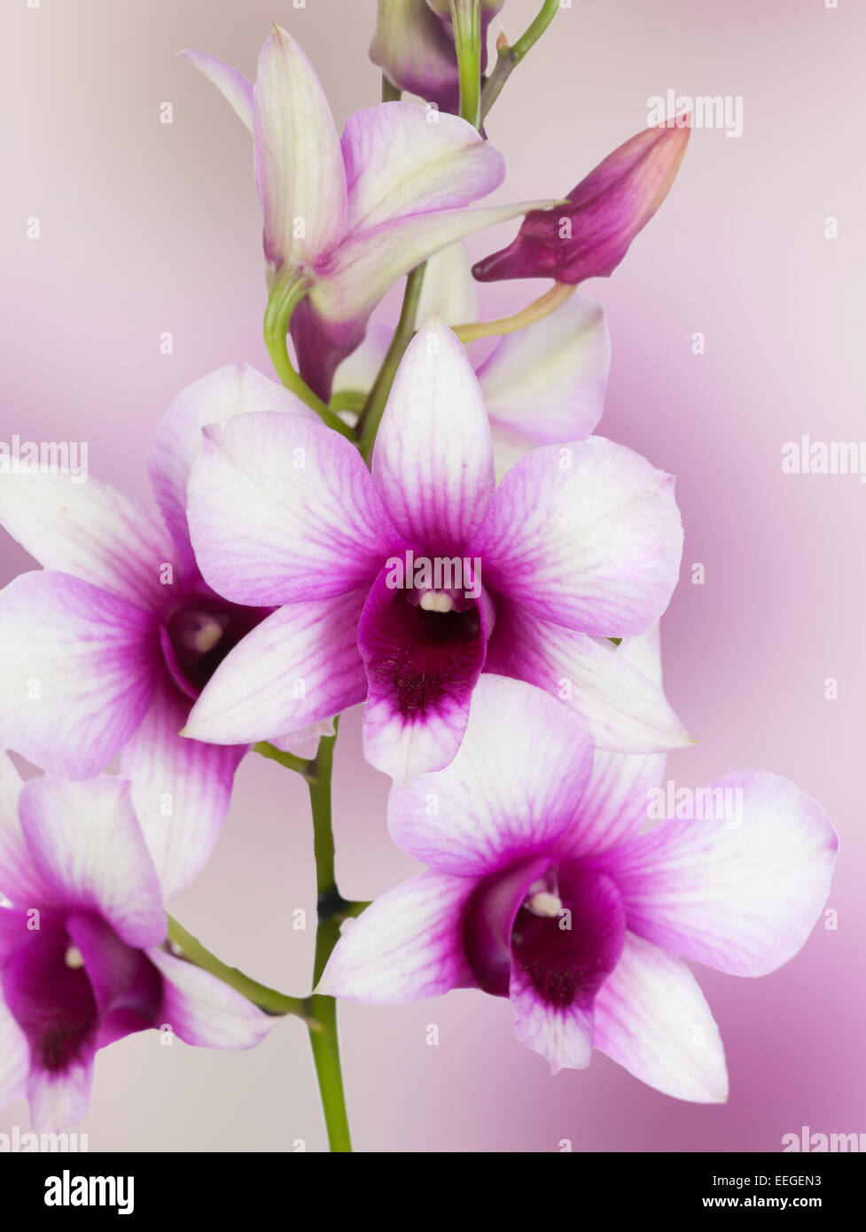 Dendrobium phalaenopsis hybrid orchid Stock Photo
