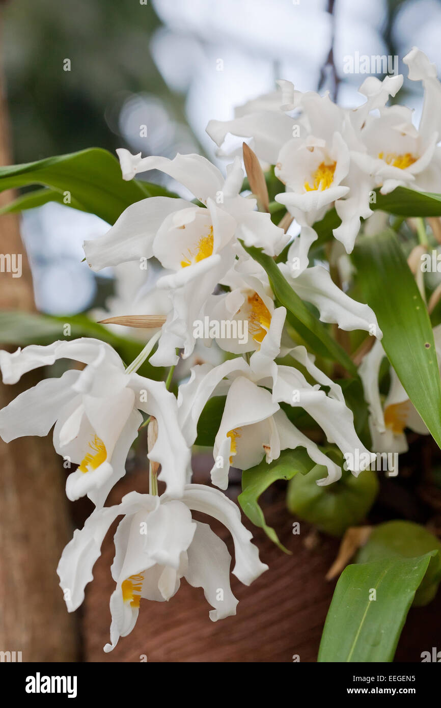 Coelogyna Cristata orchid against tropical greens Stock Photo