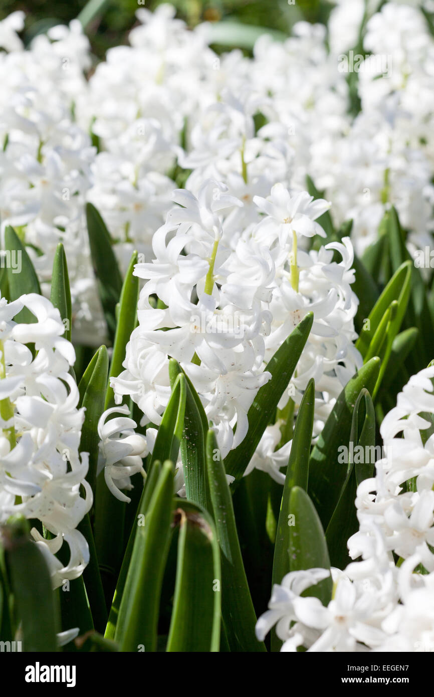 Field full with white Hyacinths in Holland Stock Photo - Alamy