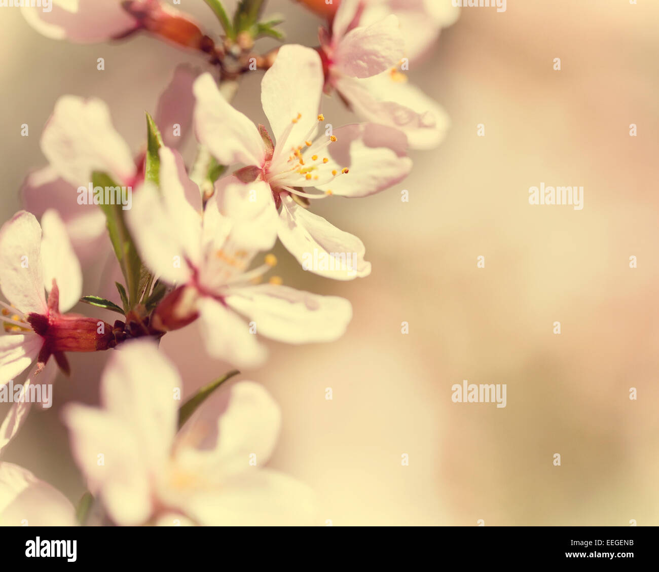 Closeup cherry spring tree hi-res stock photography and images - Alamy