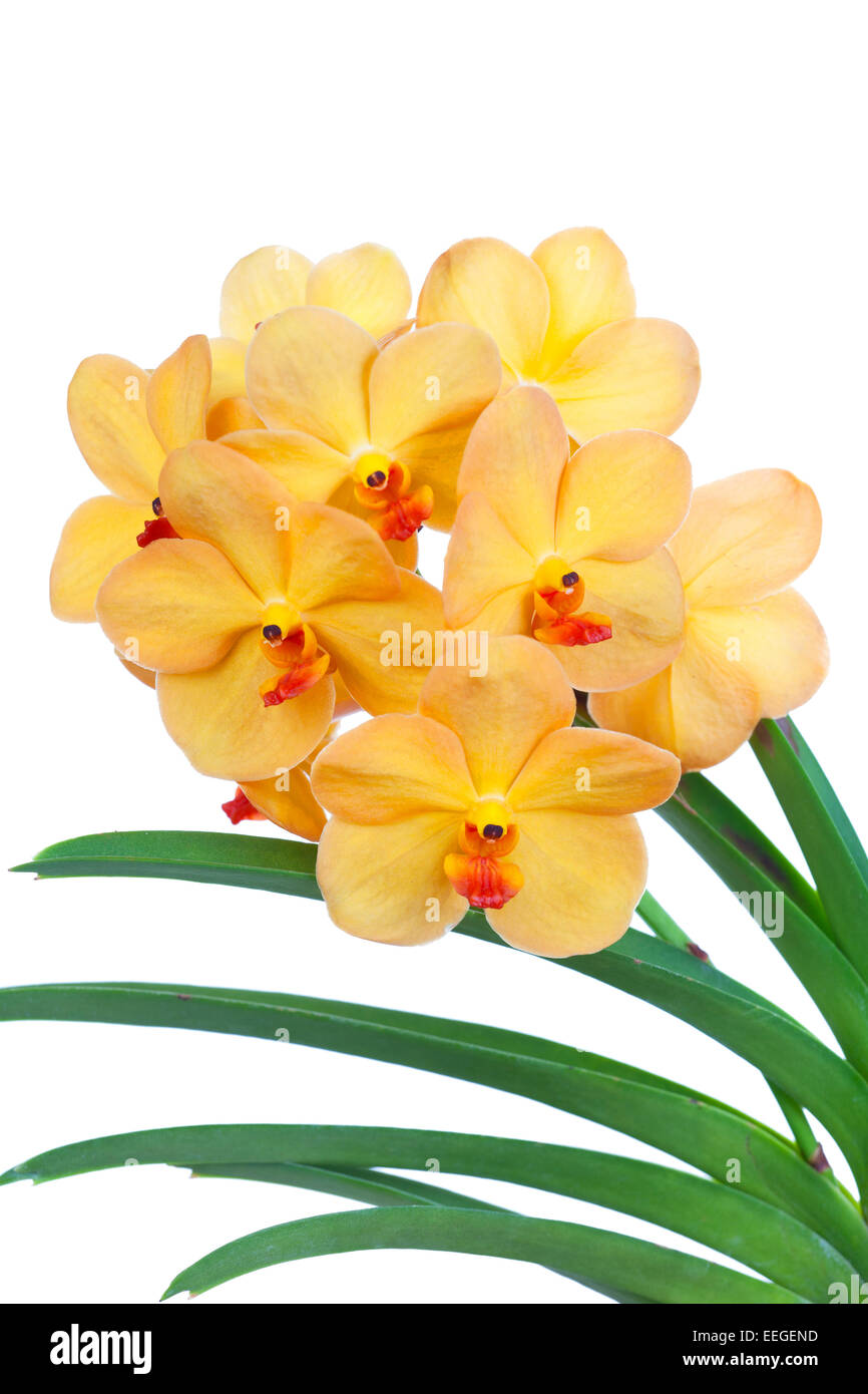 Bright yelloww flowers of an orchid vanda close up Stock Photo