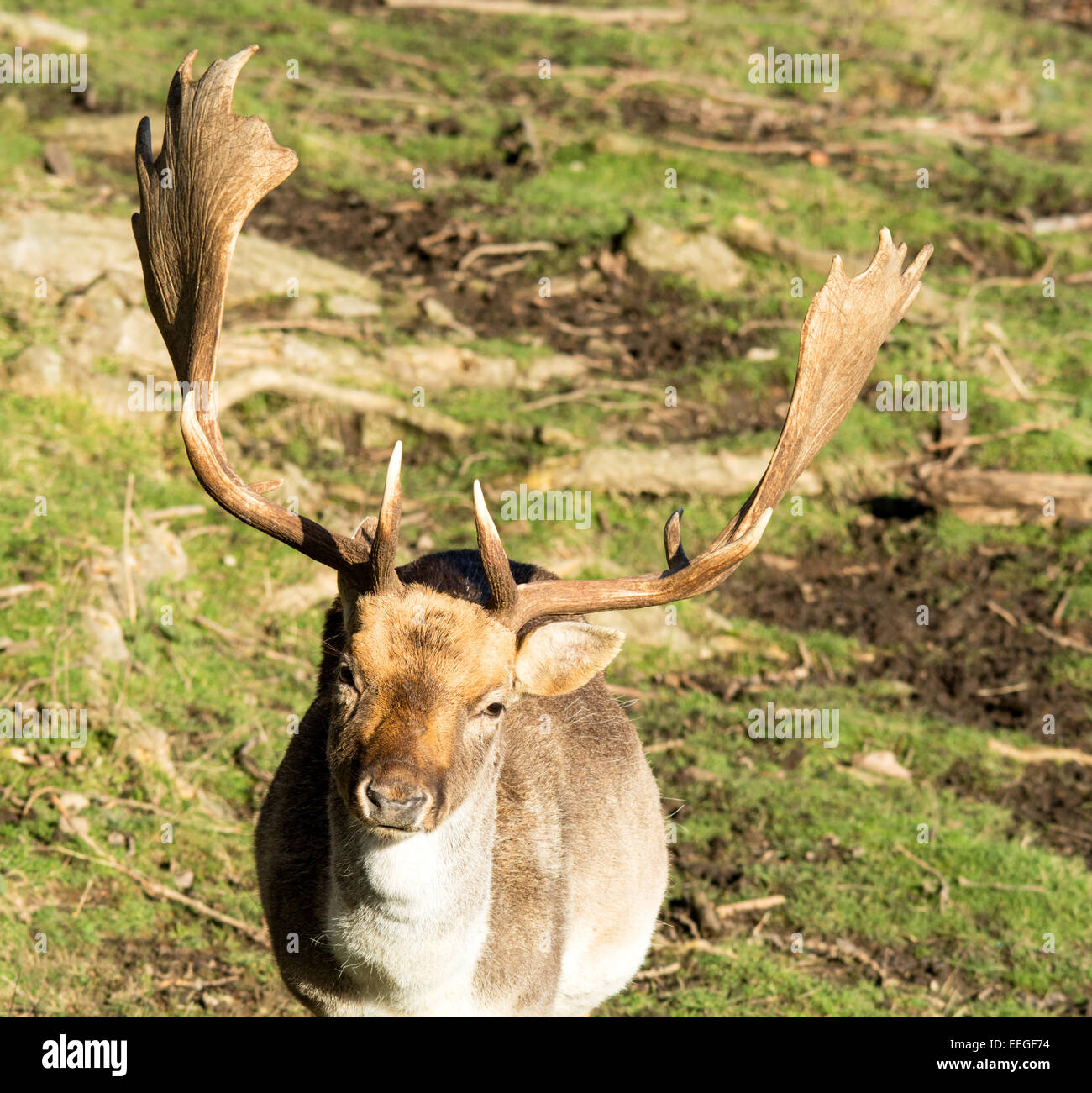 Fallow Deer (Dama dama Stock Photo - Alamy