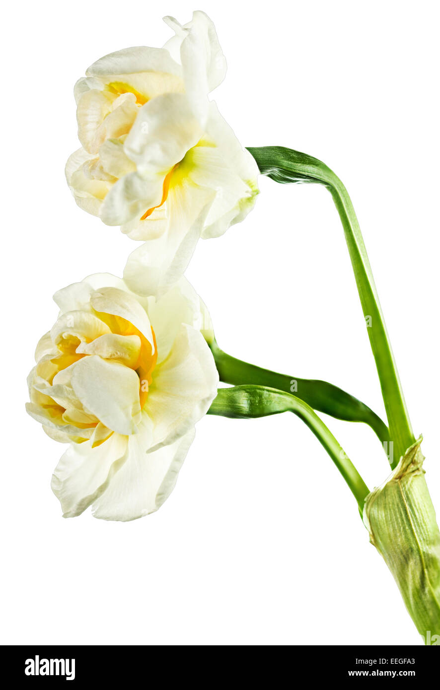 Beautiful narcissus, daffodil easter lilly Stock Photo Alamy