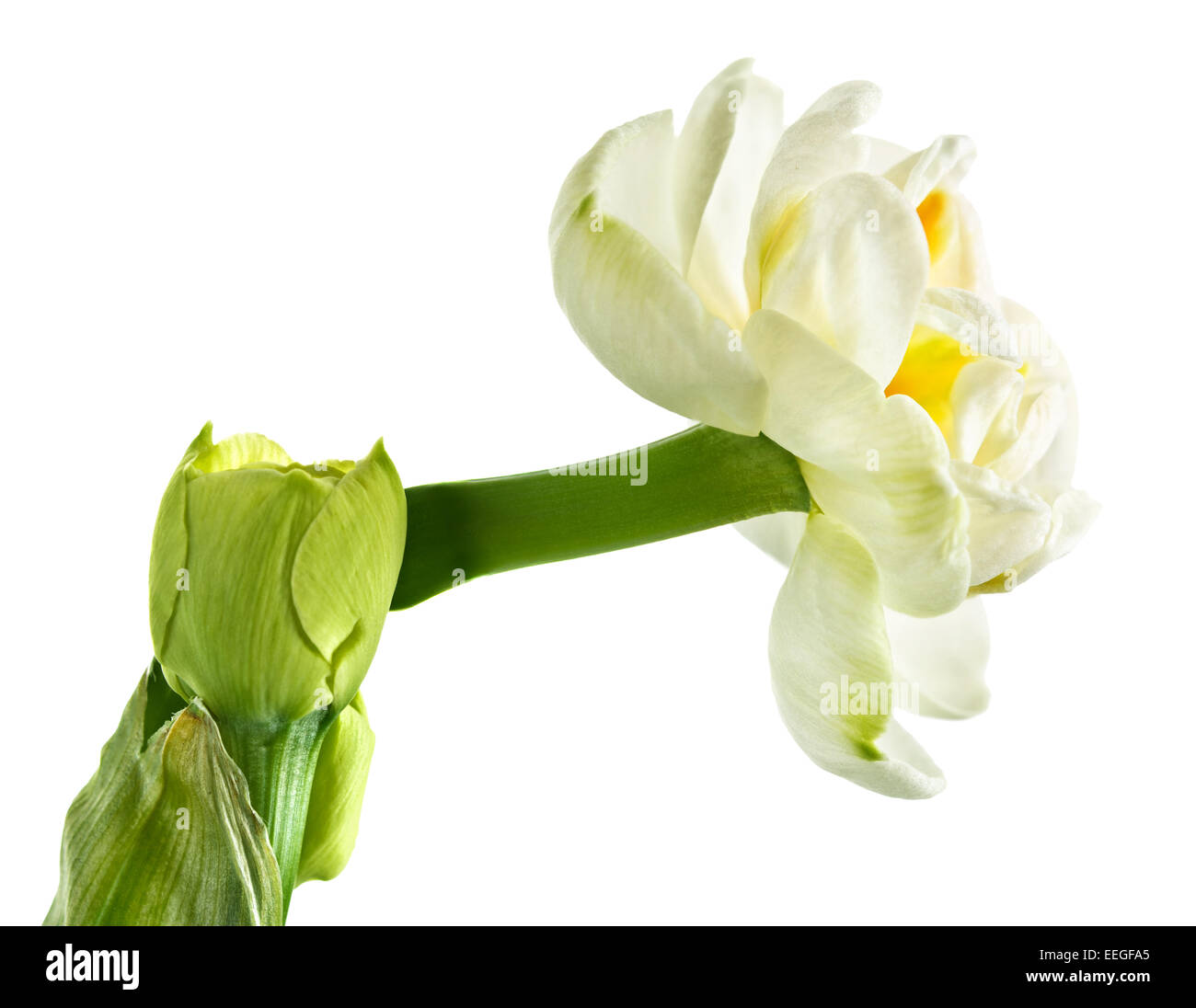 Beautiful narcissus, daffodil easter lilly Stock Photo Alamy