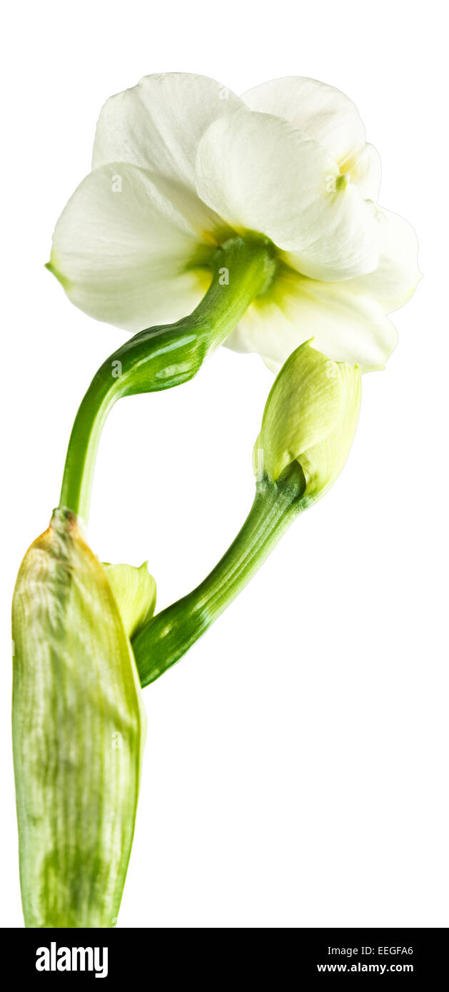 Lily narcissus hires stock photography and images Alamy