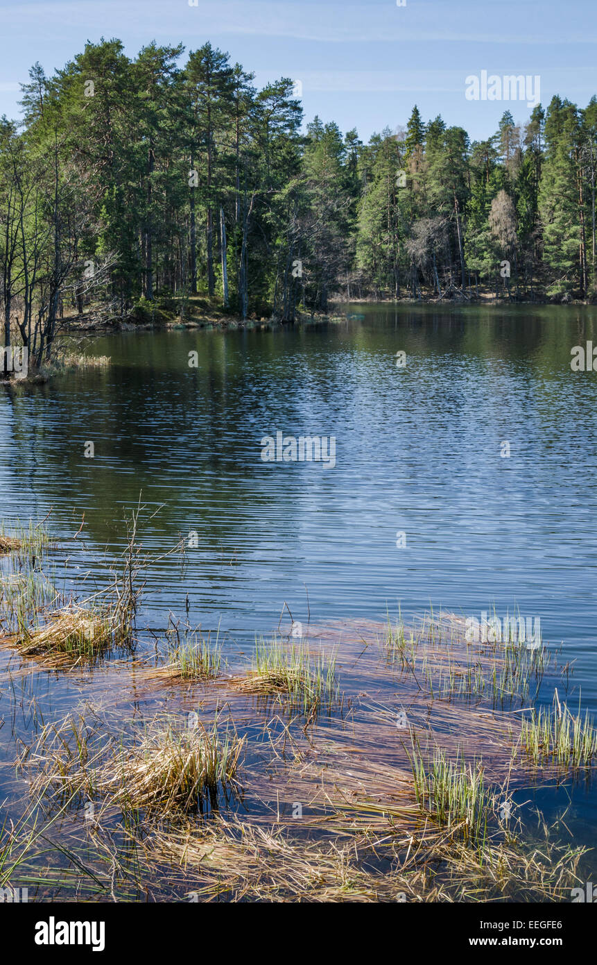 Spring landscape at wood lake Stock Photo