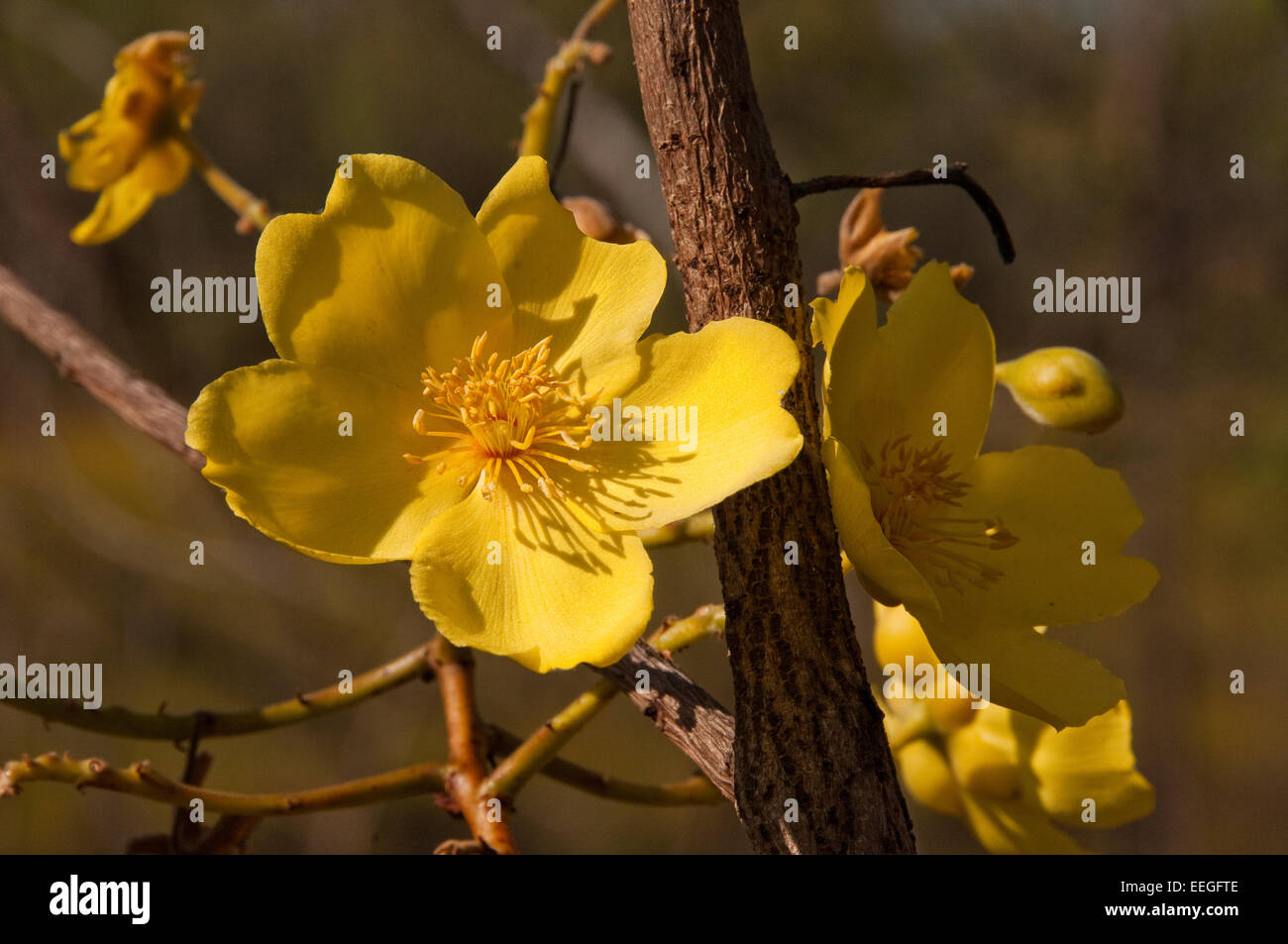 Australian native Kapok (Cochlospermum gillivraei) Stock Photo