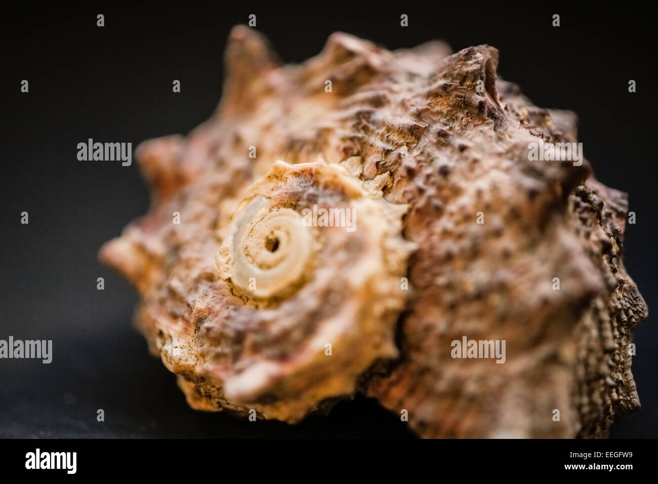 Shell With Fibanncci Shell Fibonacci shell hi-res stock photography and images - Alamy