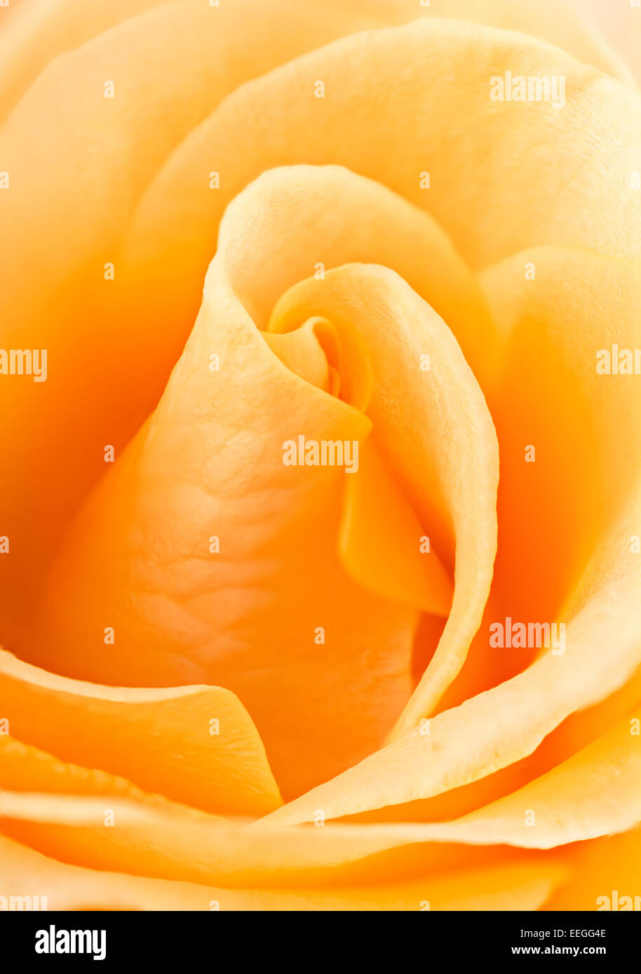 Detailed macro image of a rose flower Stock Photo