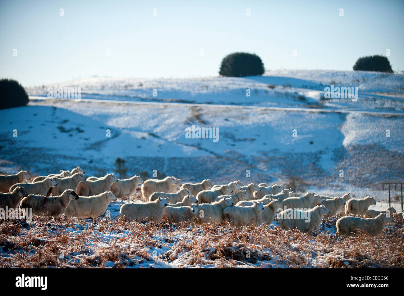Mynydd Epynt, Powys, UK. 18th January, 2015. Sheep wait for the farmer to bring food on the high moorland of the Mynydd Epynt in Powys, Wales, UK. Mid Wales wakes up to Sub zero temperatures and a beautiful blue sky. Credit:  Graham M. Lawrence/Alamy Live News. Stock Photo