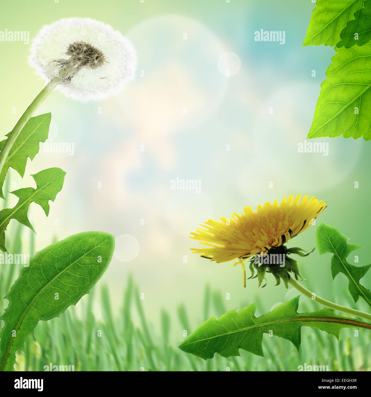 Spring or summer abstract nature background Stock Photo - Alamy