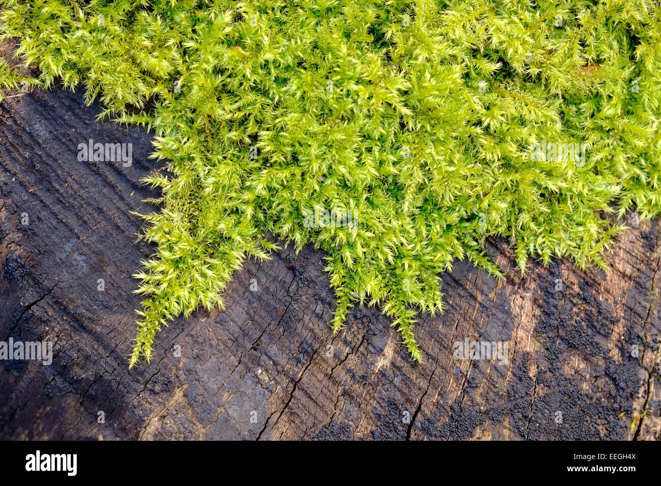 Green sphagnum moss growing over a an old tree stump in a Scottish woodland. Stock Photo