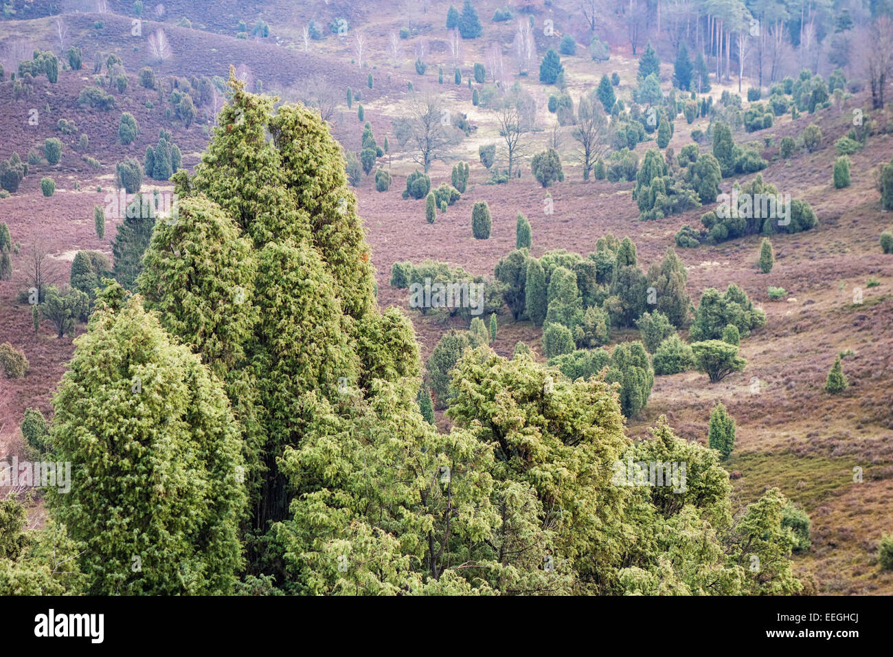Landscape in the Lueneburger Heide (Germany) Stock Photo